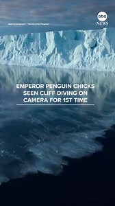 Captured on camera for the first time ever, hundreds of six-month-old emperor penguin chicks were filmed taking a leap of faith off of a 50-foot cliff in Antarctica. A penguin chick’s first jump into the water is typically only a foot or two, but in this rare case, the group ended up alongside a cliff's edge. Likely motivated to hunt the fresh fish, krill and squid in the water, the fledglings marched from the frozen land in West Antarctica to the surrounding Weddell Sea. One baby penguin took a