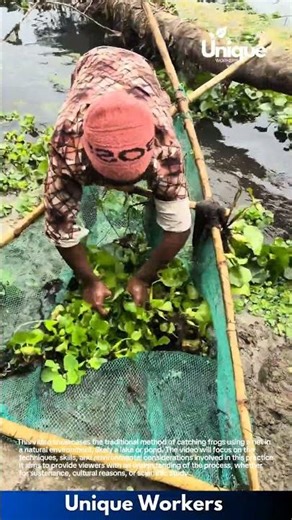 Catching frogs with a net: traditional frog hunting in the wild