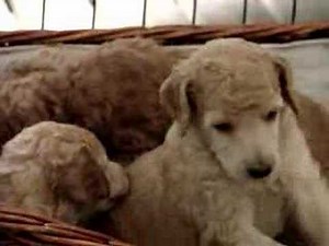 Apricot and red Standard Poodle puppies
