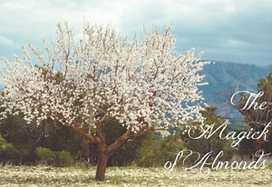 Almond Tree