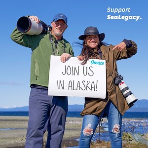 You could win a trip to explore the Alaskan wilderness with Paul Nicklen and Cristina Mittermeier! Every donation for the chance to win will support SeaLegacy. Enter now! | SeaLegacy