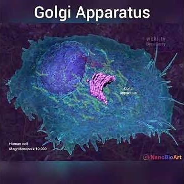 Golgi apparatus