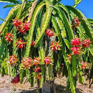 Dragon Fruit Cactus Plant - USDA Organic