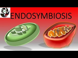 ENDOSYMBIOSIS