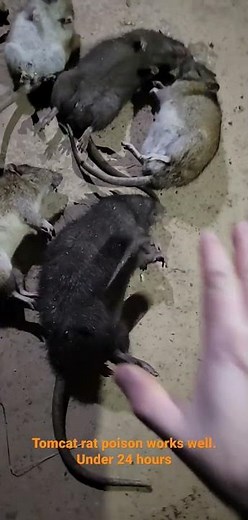 Tomcat Rat poison blocks results.