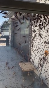 33K views · 150 reactions | Swarms of Mormon crickets have been...