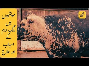 Ringworm in cattle farms: causes and treatment | Pak Breeders