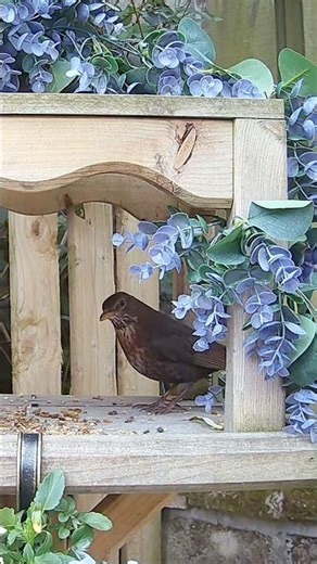 Female blackbird visiting the garden bird table (Turdus Merula)