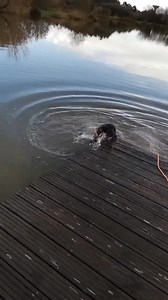 Dog falls into lakeside🤣#dog #funny #dogsoftiktok #usa🇺🇸 #tiktok | Xixijewelry