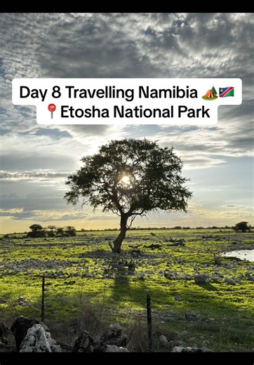 Exploring Etosha National Park: Day 8 in Namibia