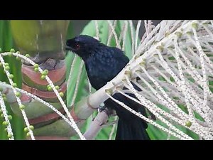 Drongo - interesting sounds and calls of drongos