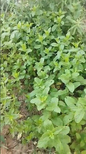 comment couper la menthe ?