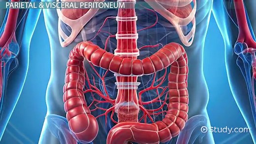 Mesentery vs. Peritoneum | Definition, Structure & Functions