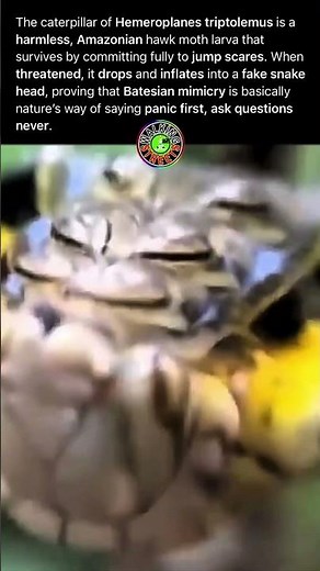 Harmless Hawk Moth Caterpillar Mimics Snake Head Shape And Movement To Avoid Predation In Nature