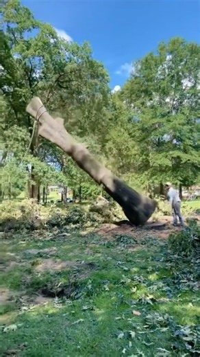 Aerial Logging Highlights #woodcutting