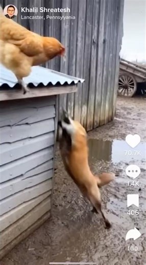 Rooster defends chicken 🐔