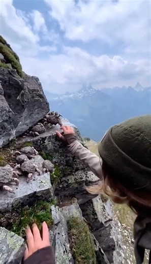 Petranthus pollinifer colony on a Tibetan ridge - invisible stone shells until the bloom opens