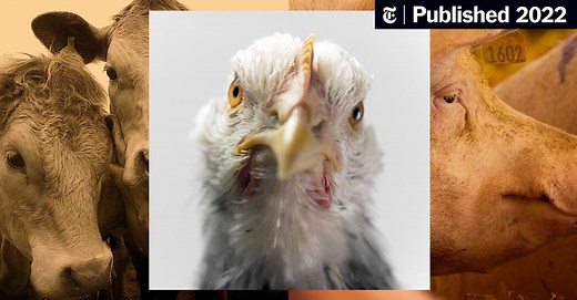 See the True Cost of Your Cheap Chicken