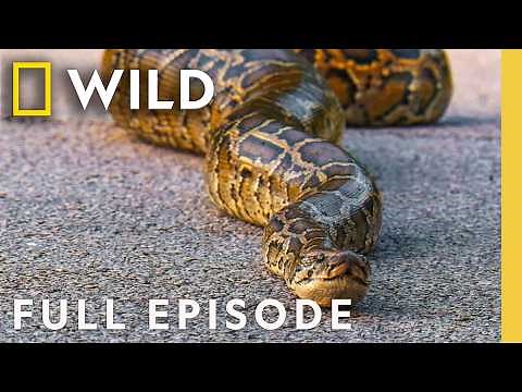 Animal Freak Attacks (Full Episode) | 10 Animals That Can Kill You | Nat Geo Animals