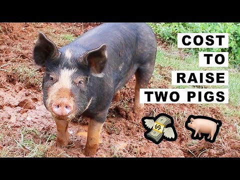 Cost to Raise 2 pigs on 1.5 Acres 🐖 🐷