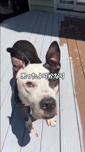 僕1人で散歩ができちゃうよ