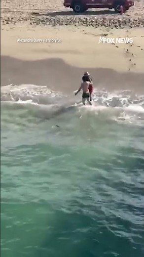 CLOSE ENCOUNTER: Footage shows moment fisherman rescues great white shark