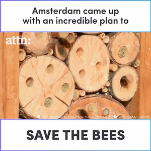 3.7M views · 7.3K reactions | Amsterdam came up with an incredible plan to save the bees | ATTN: | Facebook