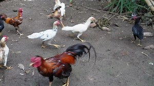 Animal competition. Chicken fighting to grab food. Commensalism symbiosis in 4K video.