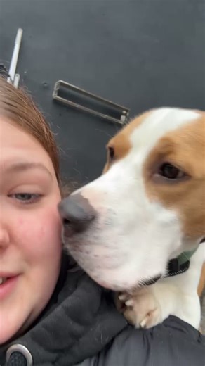 Exploring the Beagle Breed: Characteristics and Care