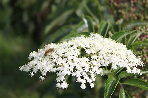 Agroforestry - Appalachian Sustainable Development