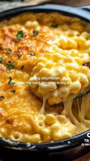 go justice go.vegan all responsable stop ignorance go attivism create organization