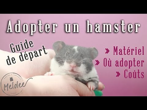 Adopter un hamster : ce qu'il faut savoir