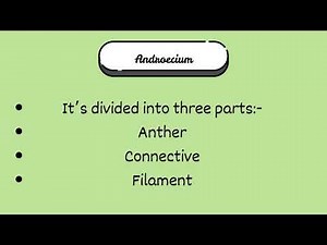 Everything You Need to Know About Androecium: Anther, Filament & Connective Explained!"