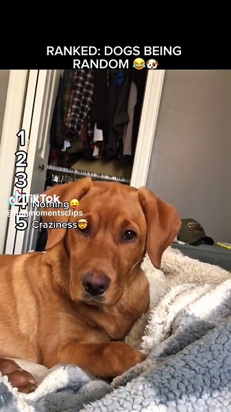 RANKED: DOG BEING RANDOM 😂🐶 #funnydogs #dogsbeingrandom #dogcompilation