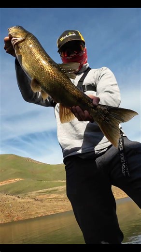 Big pike minnow swallowed the 8in Hudd #swimbait #Huddleston #pikeminnow #swimbaitfishing