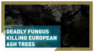 266K views · 272 reactions | Up to 80% of ash trees are expected to die in certain regions of the UK as a result of the fungi known as ash dieback.  But what can be done to save them? And what does it mean for the local wildlife? Read more  https://bit.ly/35Uo8fp | CGTNEurope | Facebook