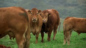 BBC This Farming Life; S01 E01 Scotland