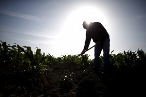 farmworkers-are-dying-in-extreme-heat-few-standards-exist-to-protect ...