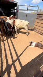 Sage putting the kids on the bus! #pvbarsage #pvbarstockdogs #cow #cowdog #dogtrainer | PV Bar Stock Dogs