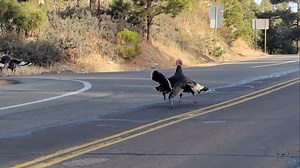 42K views · 6.8K reactions | The fight started last night at the local bar when a couple of turkeys were thrown out. This morning, there were still scores to be settled on the mean streets of Summerhaven on Mt Lemmon, Arizona. Video courtesy of the Pima County Sheriffs Department. | Mt. Lemmon Hotel | Facebook