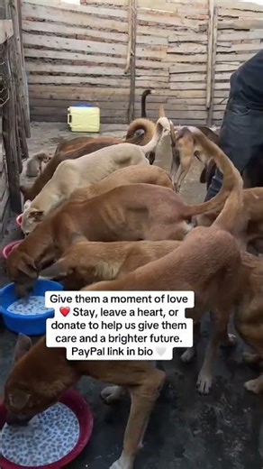 Please help rescued pups ❤️ Every gift feeds, heals & gives them hope. PayPal link in bio 🙏