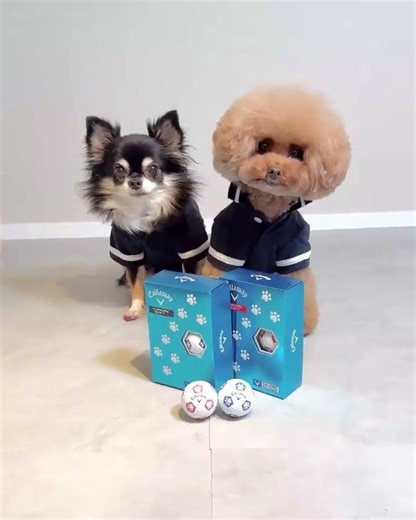 #dog #puppy #dogs #instadog #doglover #dogoftheday 44