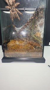 50K views · 3.1K reactions | That wasn’t so bad was it? Here’s how it looked like guiding her to my hand 駱 #heteroscodramaculata #togostarburstbaboon #white #4k #tarantula #pets #animals #spider #tarantulakeeper #fyp | Ace Metallica | Facebook