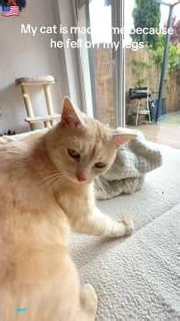 Silly cats chaotic funny moments #FunnyCats #Kitten #CutePets