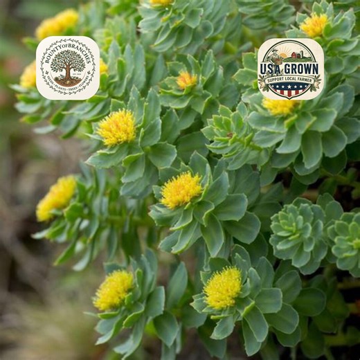 Rhodiola Rosea Seeds: Golden Root Medicinal Adaptogen Plant (50 Pack) - Etsy