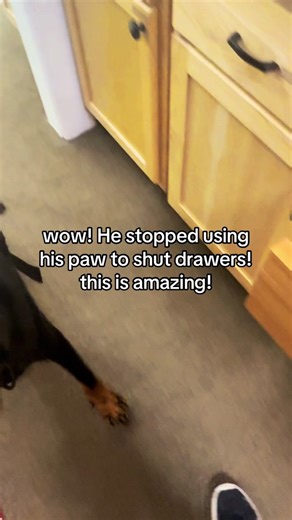 Handing Over Paw Training Mistakes with Service Dogs