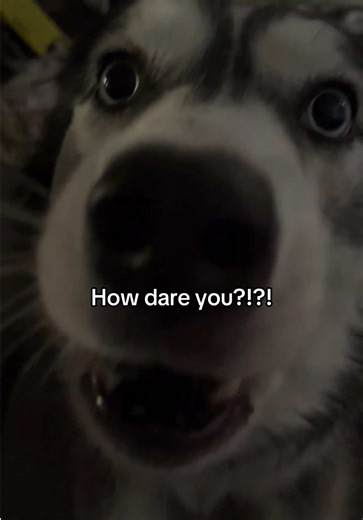 Arya the husky princess 👑 🐺 is filled with rage because she didn’t get a pup cup today. #aryathehuskyprincess #huskyprincess #huskylife #dogsoftiktok #wolfpack