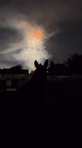 Skye’s dad’s mules got a front row seat to Mapleton, Utah’s town days fireworks! #mules #fireworks #longears #tsmules | TS MULES - Ty & Skye Evans Mulemanship Clinics