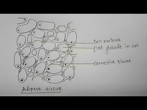 How to draw adipose tissue || most easy way