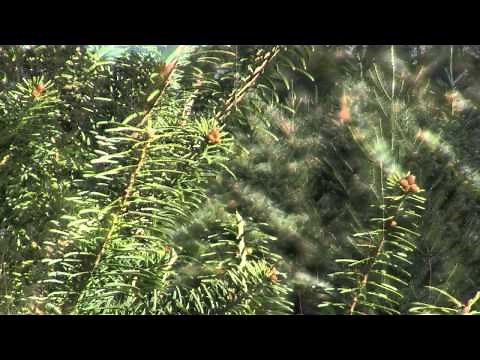 Christmas Tree Species: Canaan Fir